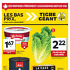 Aperçu de Circulaire Tigre Géant