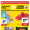 Aperçu de Circulaire Tigre Géant