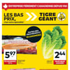 Aperçu de Circulaire Tigre Géant