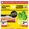 Aperçu de Circulaire Tigre Géant