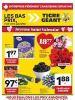 Circulaire Tigre Géant