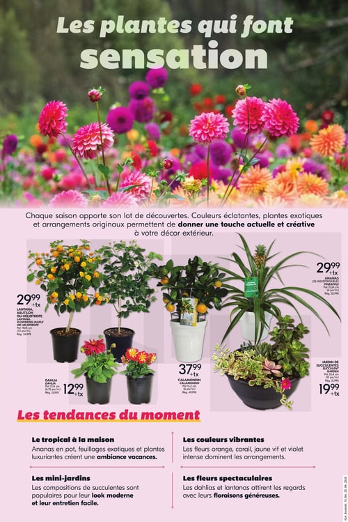 Circulaire IGA Coop - Nouveau Brunswick - Le jardinage simplifié pour l'été - Page 6